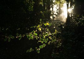 Lever du soleil à Sterrenbos - Vosbergen - Eelde - Drenthe (Pays-Bas) sur Marcel Kerdijk