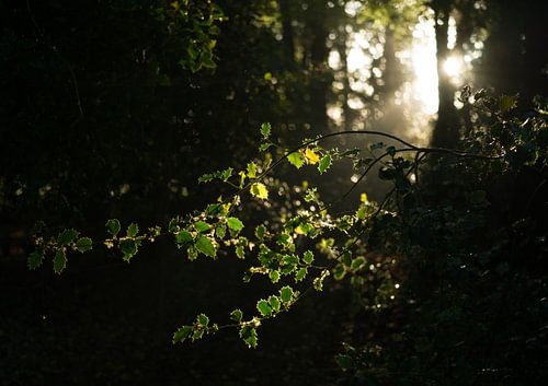 Lever du soleil à Sterrenbos - Vosbergen - Eelde - Drenthe (Pays-Bas) sur Marcel Kerdijk