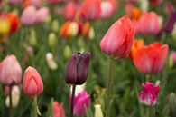 Hollands bollenveld met tulpen in alle kleuren in de Keukenhof van Renske Breur thumbnail