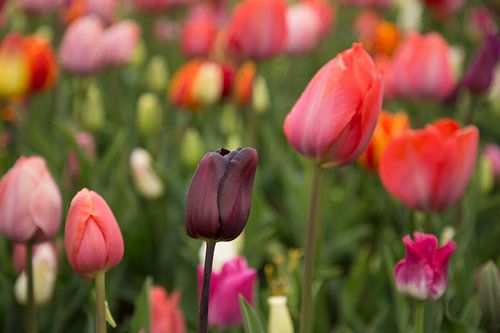 Hollands bollenveld met tulpen in alle kleuren in de Keukenhof