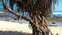 Troncs d'arbres sur la plage de sable de Watu Karung