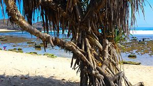 Tree trunks on the sandy beach of Watu Karung