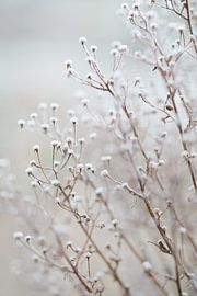 Ripe on the branches