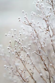 Ripe on the branches