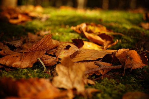 Herfstbladeren op een bedje van mos