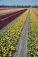 United colors of flowers III
