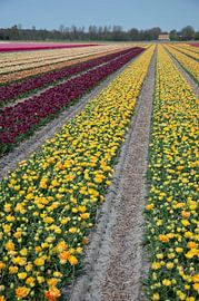 United colors of flowers III von Arthur Wijnen