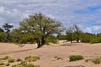 Loonse en Drunense duinen