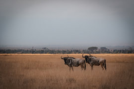 Two wildebeest in gold