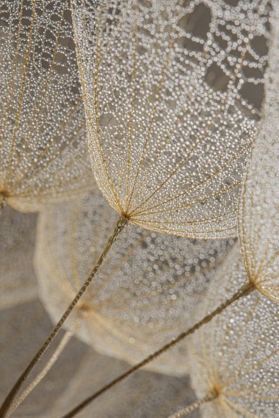 Soft nature: Fluff with water droplets in calm natural shades by Marjolijn van den Berg