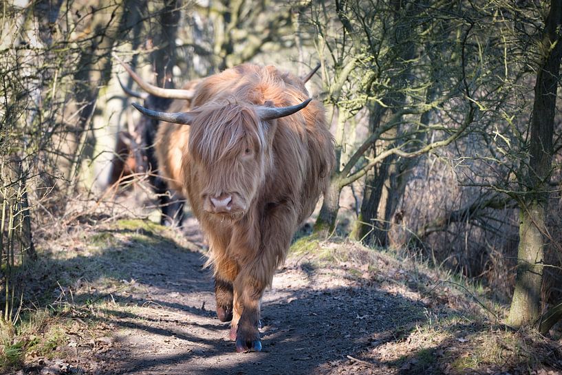 Schotse Hooglanders van Hilda booy