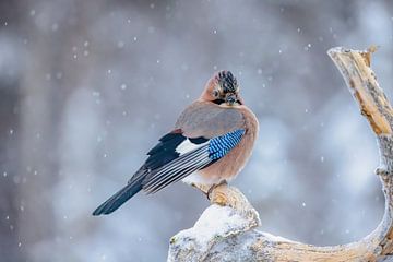 De Gaai, ook wel Vlaamse Gaai (Garrulus glandarius)