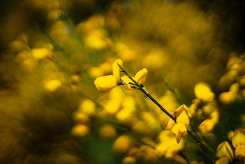 Brem in bloom