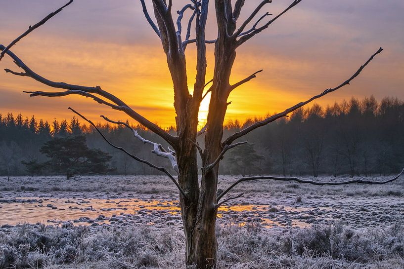 Een frisse morgen met opkomende zon van Miranda Heemskerk