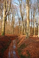 Als de blaadjes zijn gevallen... in het bos.