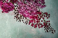 Japanese Spirea