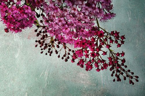 Japanse spirea