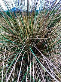 Duingras in Wassenaar van Truckpowerr