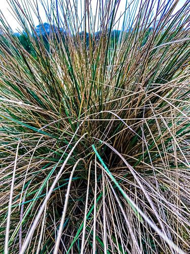 Herbe des dunes