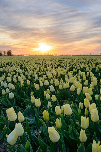 Yellow Tulips in a field during a lovely spring sunset by Sjoerd van der Wal Photography