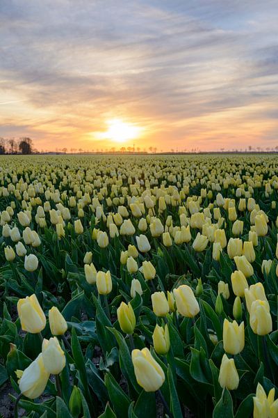 Tulipes jaunes dans un champ pendant un beau coucher de soleil de printemps par Sjoerd van der Wal Photographie
