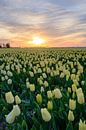 Tulipes jaunes dans un champ pendant un beau coucher de soleil de printemps par Sjoerd van der Wal Photographie Aperçu