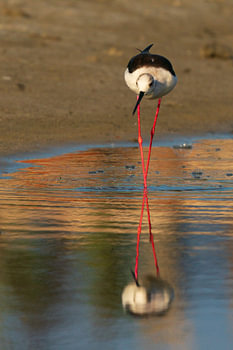 Red Lines and Still Water