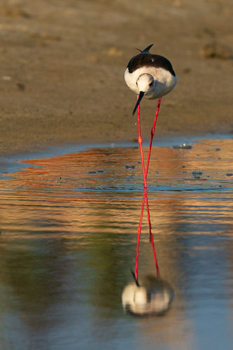Red Lines and Still Water