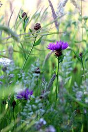 Sfeerfoto paarse bloem in bloemenmengsel natuur groen van Tuinhappy