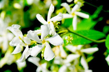 Weißer toskanischer Jasmin von Ivonne Fuhren-van de Kerkhof