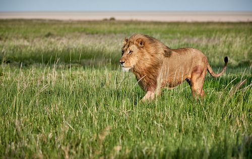 Lion masculin patrouillant dans sa région