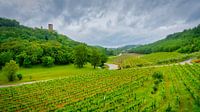 The vineyard