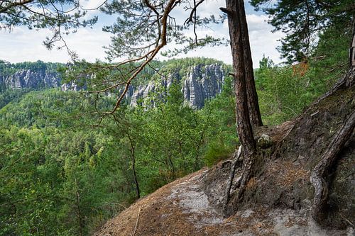 Pine trees and hiking trail to the Honigsteine mountains