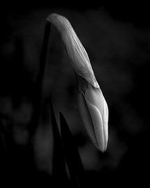 There is always hope (I) by Boudewijn Swanenburg