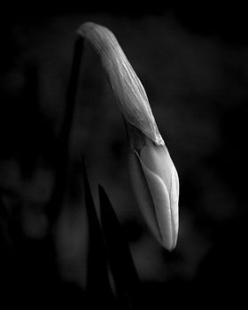 Er is altijd hoop (I)