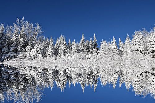 Een besneeuwd bos na de storm