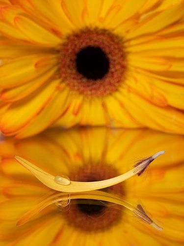 Bloemblaadje met druppel (en gele Gerbera op de achtergrond)