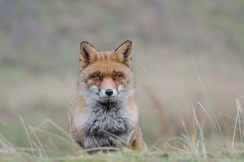 Vos - "The Longest Stare"