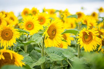 Bloeiende zonnebloemen van Annemarie Goudswaard