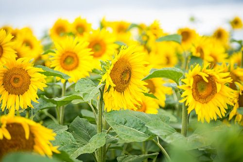 Bloeiende zonnebloemen