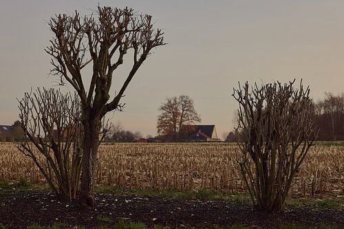 Kale dans van de takken - vrede op het platteland
