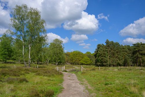Panorama heide bij Heelsum