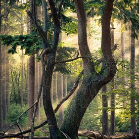 De oude boom van Edwin Mooijaart