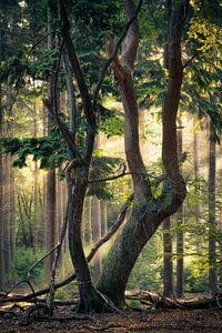 De oude boom van Edwin Mooijaart