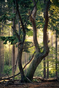 Der alte Baum von Edwin Mooijaart