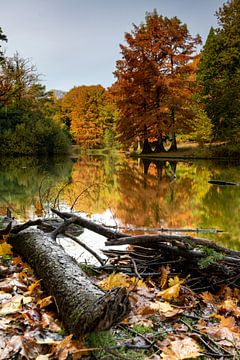 Randonnée en forêt en automne sur Joris Buijs Fotografie