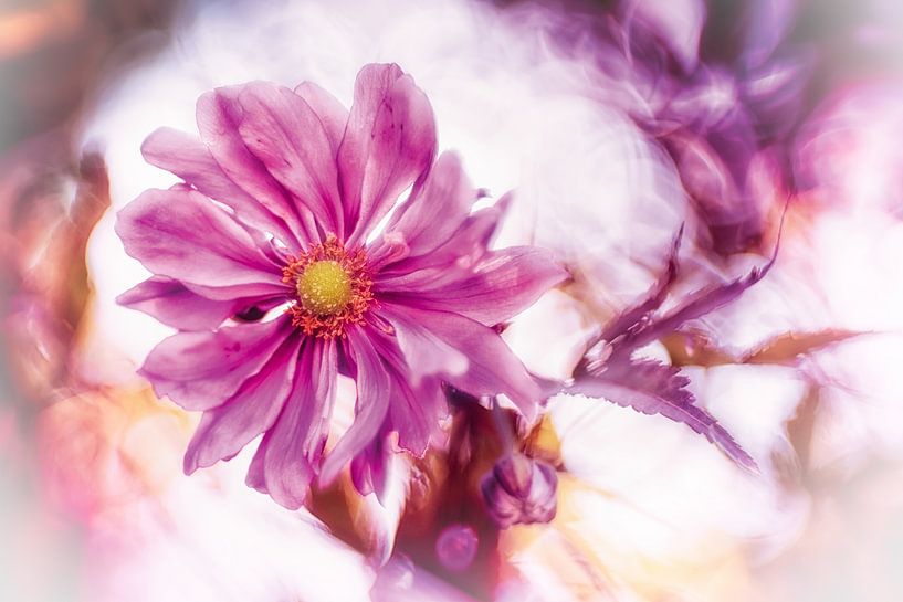 Herfstanemoon in magisch licht van Nicc Koch