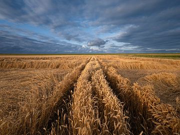 A photo of grain fields with wheat in Groningen province by Bas Meelker