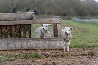 Petits agneaux coquins - Texel par Texel360Fotografie Richard Heerschap Aperçu