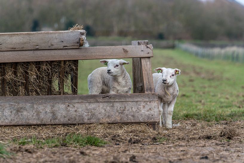 Petits agneaux coquins - Texel par Texel360Fotografie Richard Heerschap